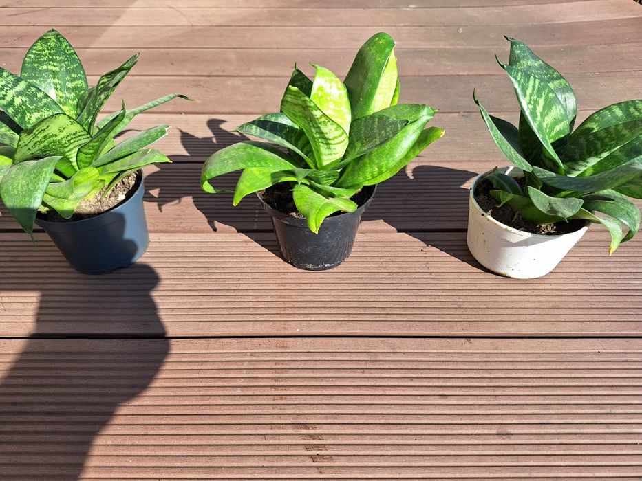 Sansewieria    niska