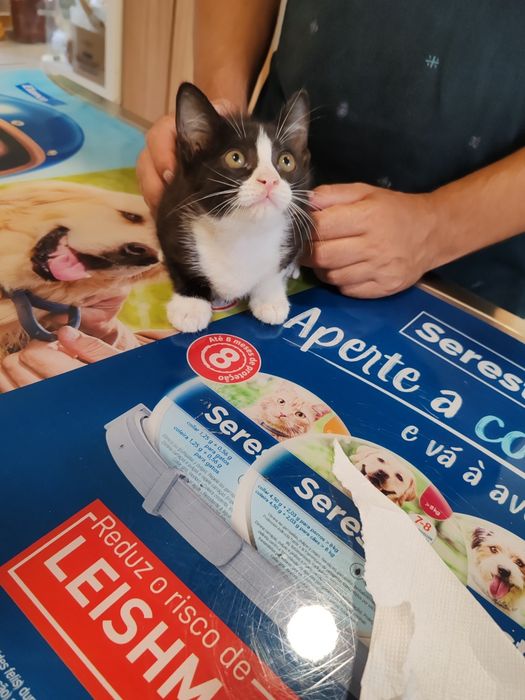 Gatinha 2 meses e meio