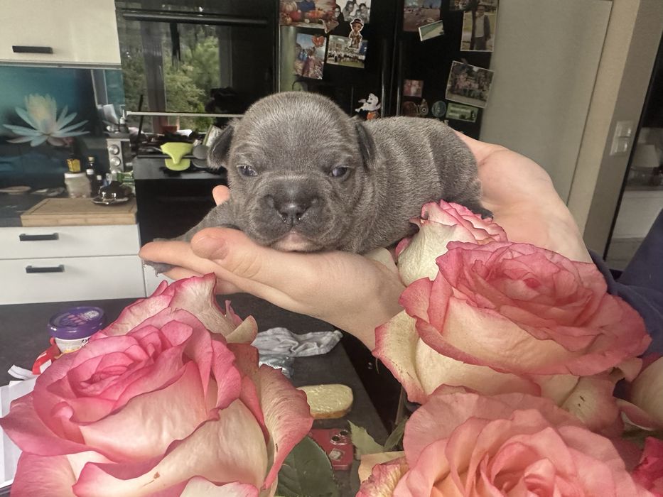 Buldog francuski lilac/blue