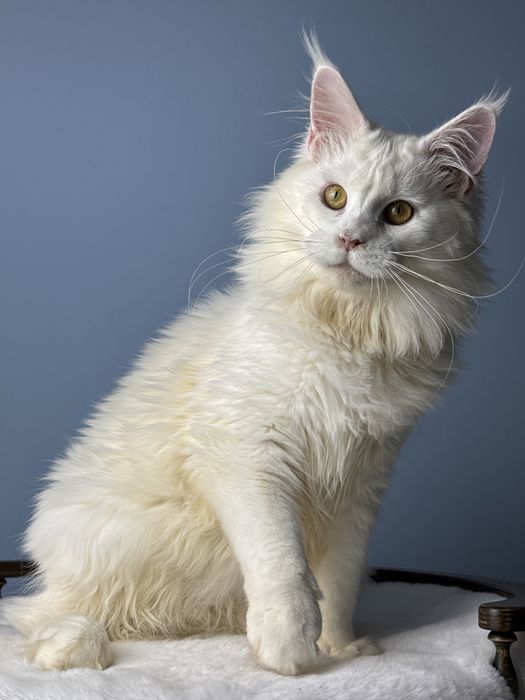 Девочка мейн кун белый окрас крупная элитная линия меховая