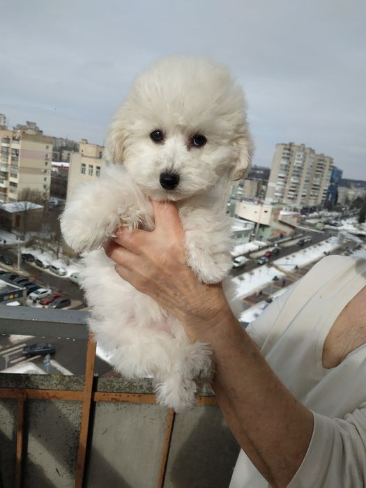 Девочки мальтипу