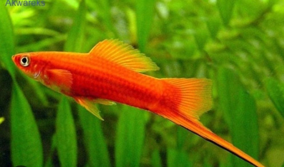 Mieczyk Hellera samce