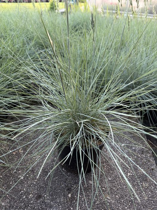 Trawa kostrzewa sina , stipa - ostnica cieniutka, red baron  , turzyca :sadzonka , bylina