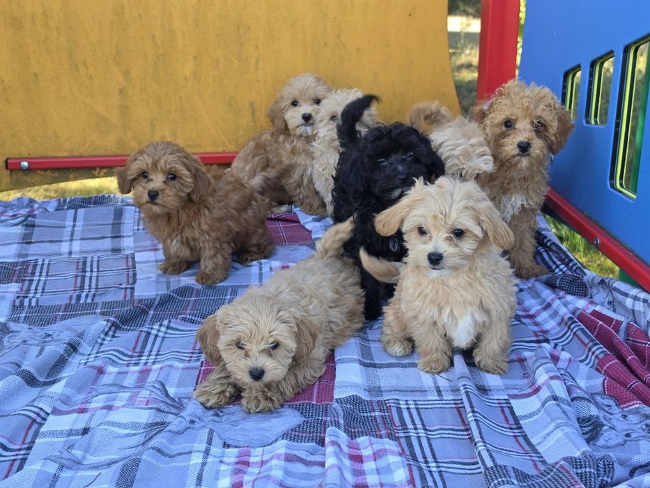 Maltipoo z metryką