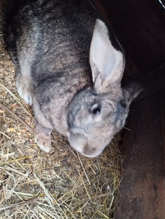 кролі фландр, на розмноження