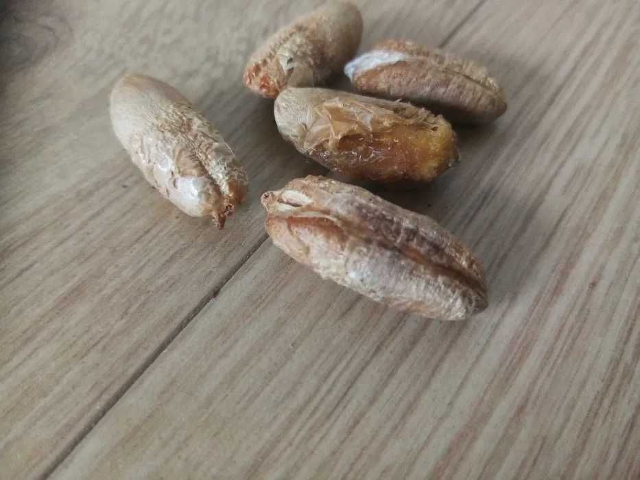 nasonka 6 szt z maroko palma
