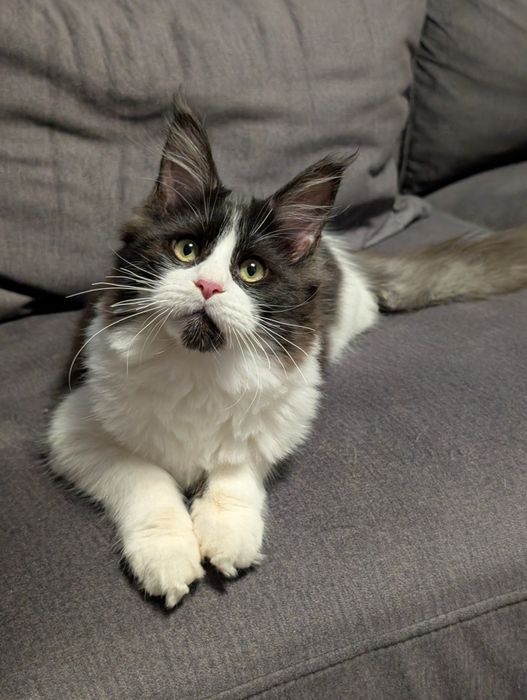 Kotka czarno biała Maine Coon. Zapraszamy