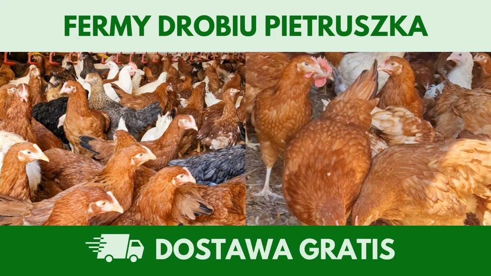 Kury nioski 12–20 tyg. | Dostawa GRATIS | Ferma Drobiu