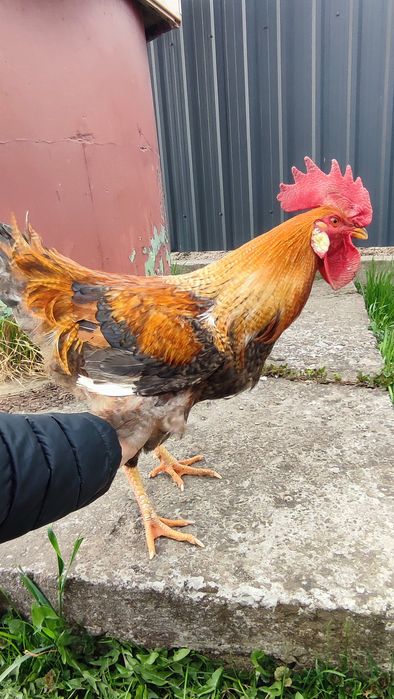 Молодий півник .