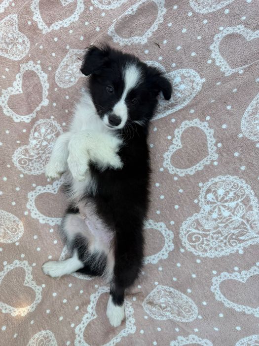 #CHECKERS  Szczeniak Border Collie ZKwP FCI juz do odbioru