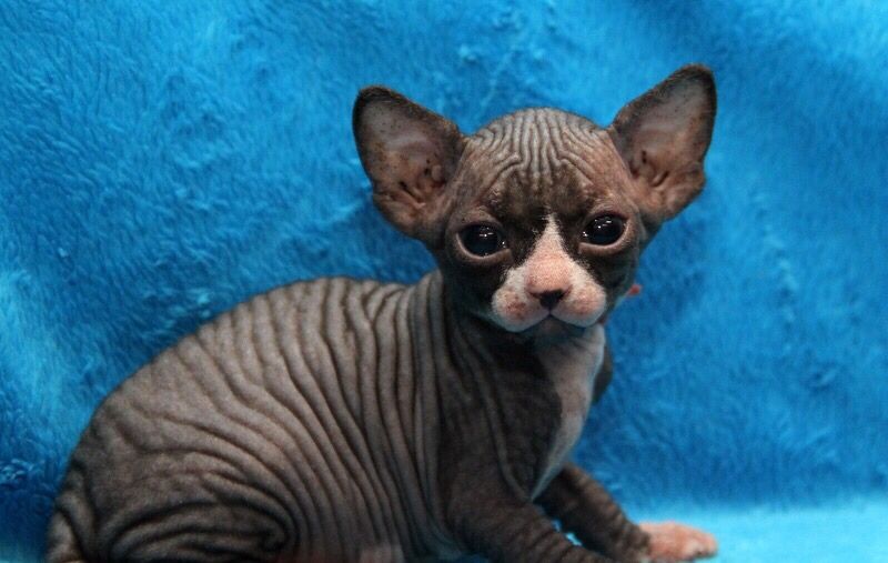 Очень красивы котята