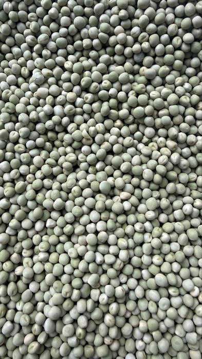 Groch/Groszek zielony drobny możliwa wysyłka