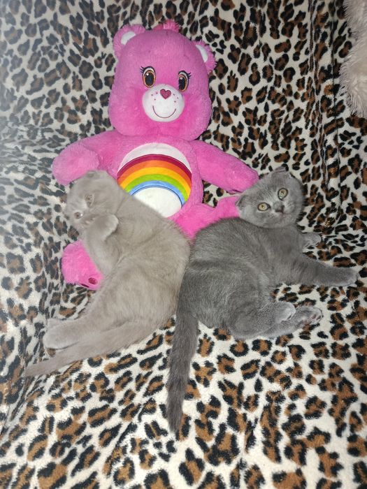 Продам шотландских вислоухих котят