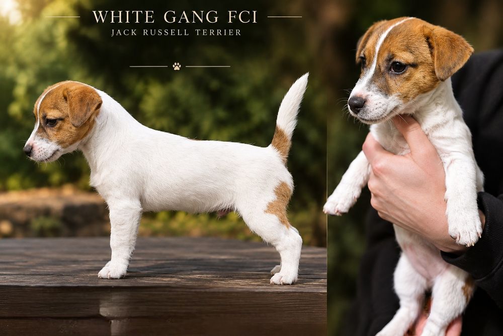 Jack Russell Terrier suczka gładkowłosa ZKwP