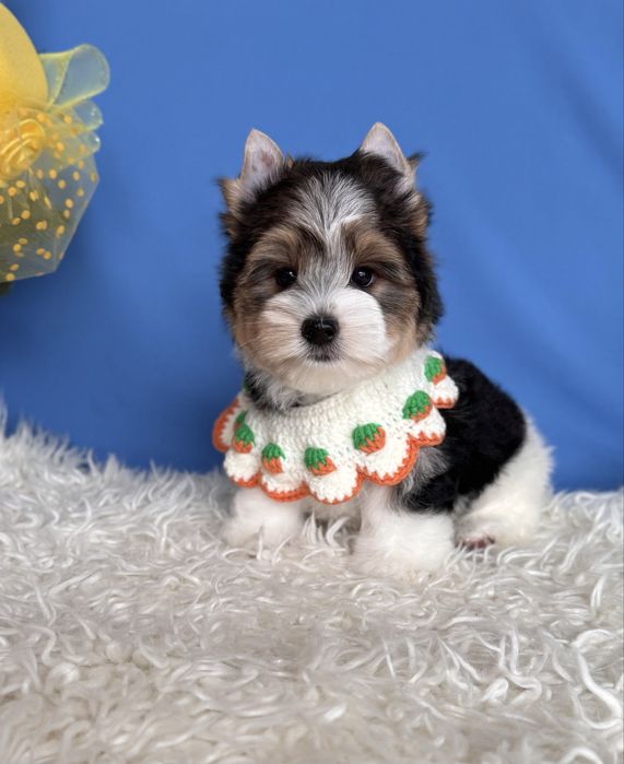 Бивер терьер мальчик