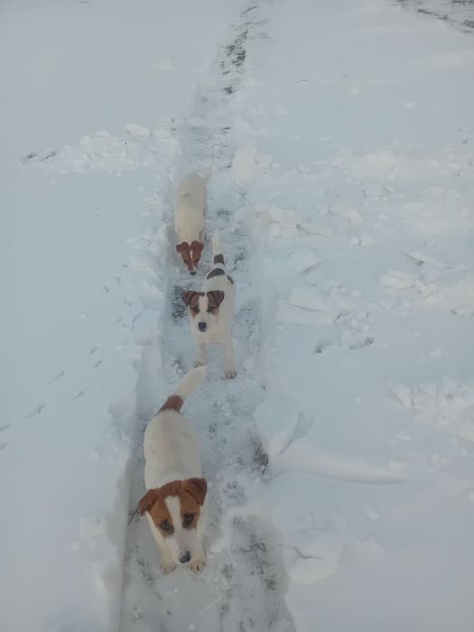 Jack russell terrier