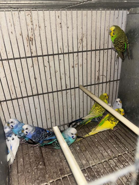 Periquitos disponiveis  excelente qualidade