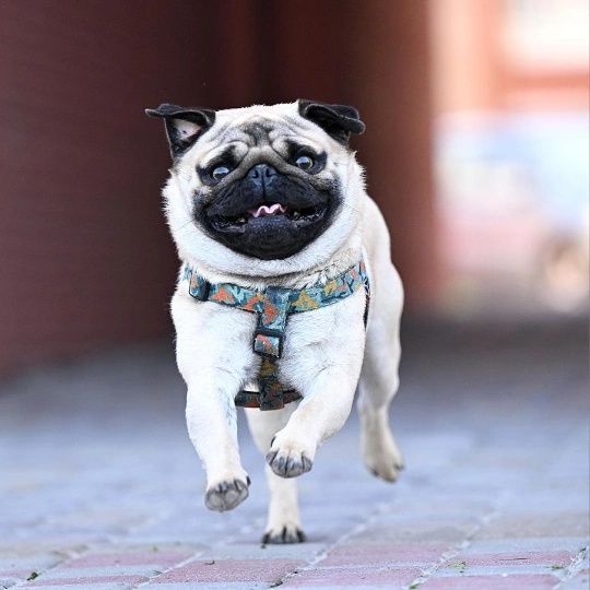 Злучка Мопс 2 роки шукає дівчину