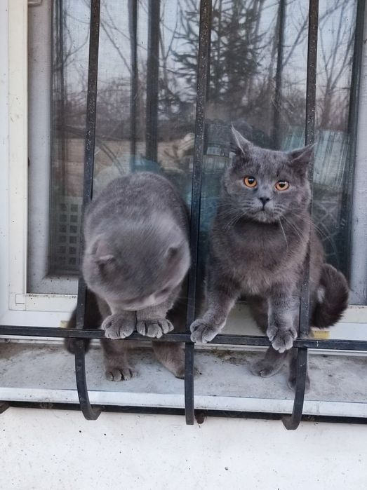 Котик Майкл. Британец, возраст 1,5 года.
