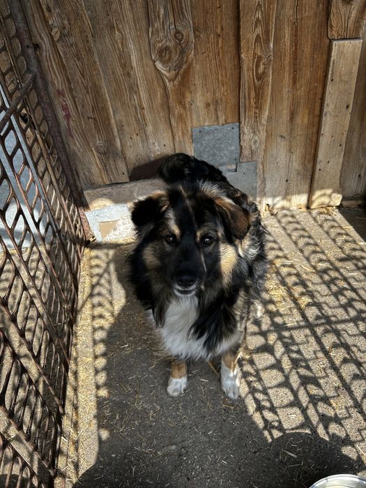 Pies owczarek 14 m-cy do adopcji