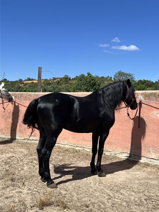 Puro Lusitano Ortigão Costa inteiro