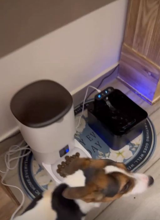 Alimentador cão e gato automatico por HI-FI