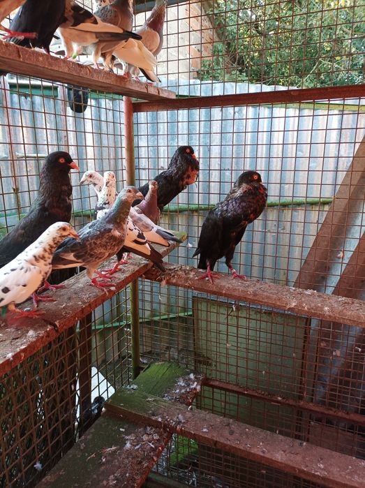 Sprzedał gołębie garłacze