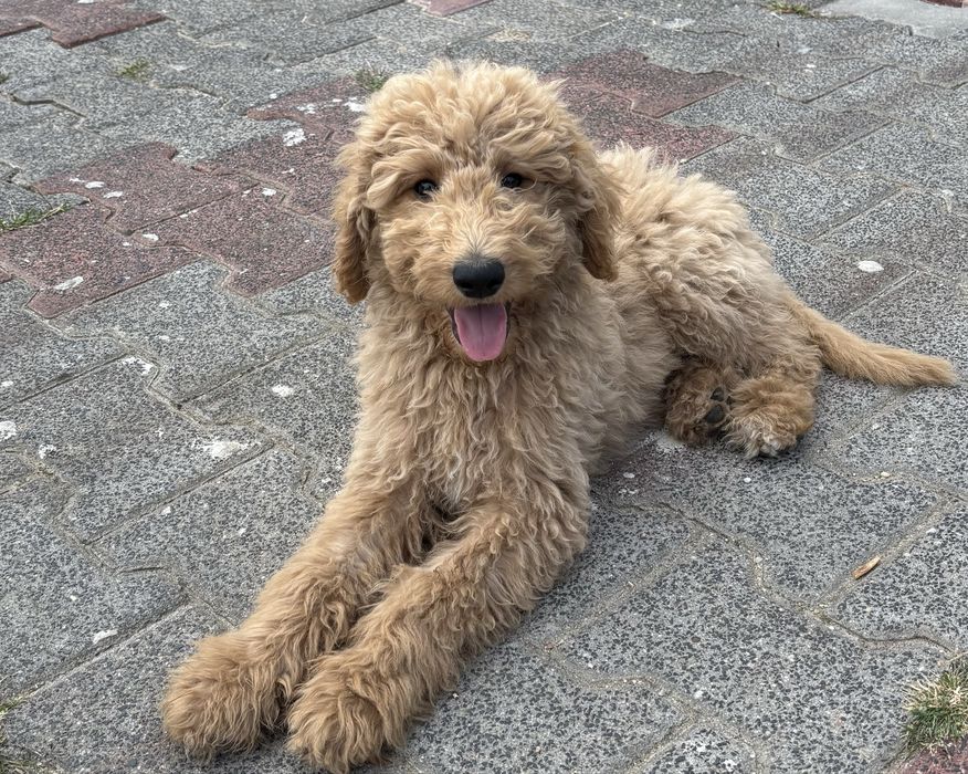 Goldendoodle F1b