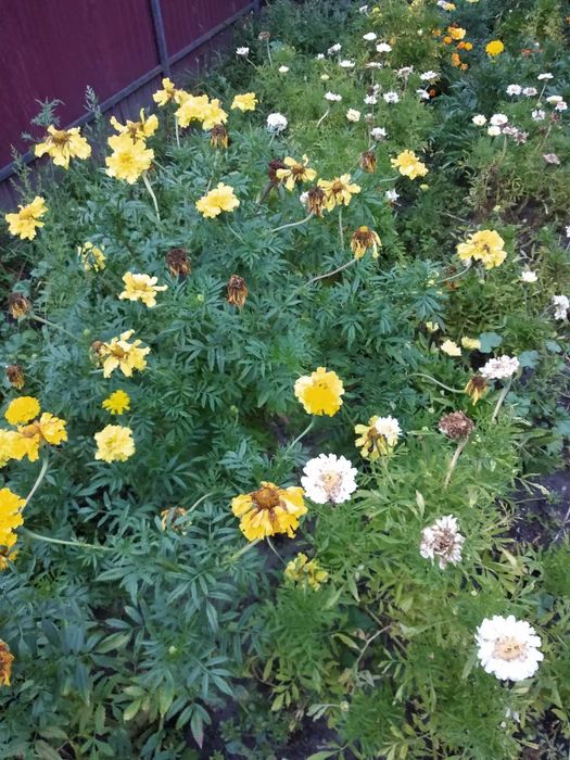 Насіння чорнобривців сортових, махрових, високорослих .