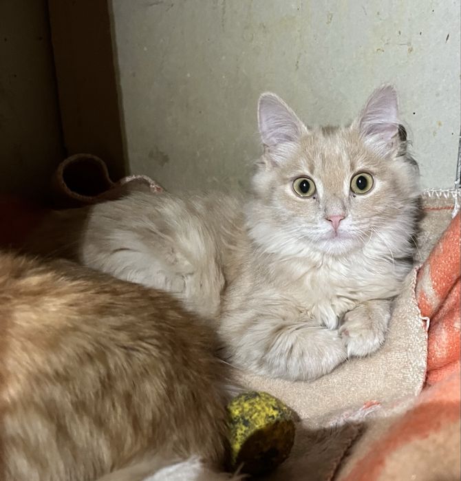 Котенок рыжий в семью