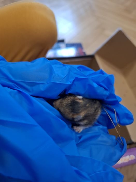 Prawdziwe Chomik syryjski młode domowe