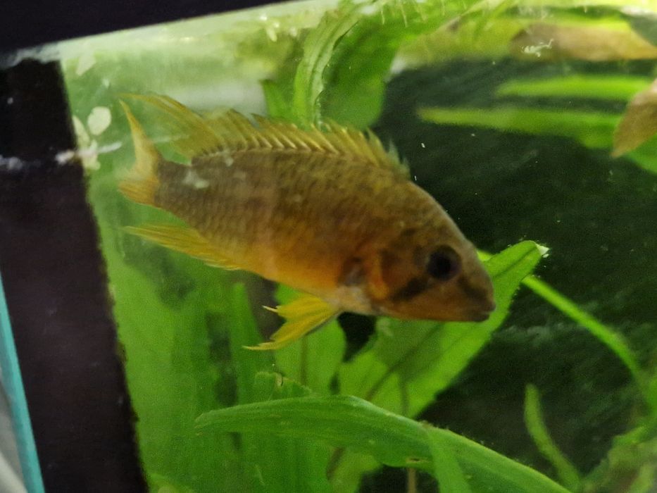 Akwarium 112l 80 x 35 x 40 ze wszystkim