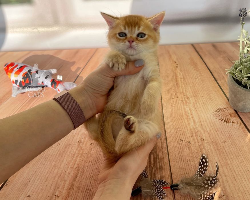 Мальчик Лаки, котенок шоколадная золотая шиншилла, британцы шотландцы