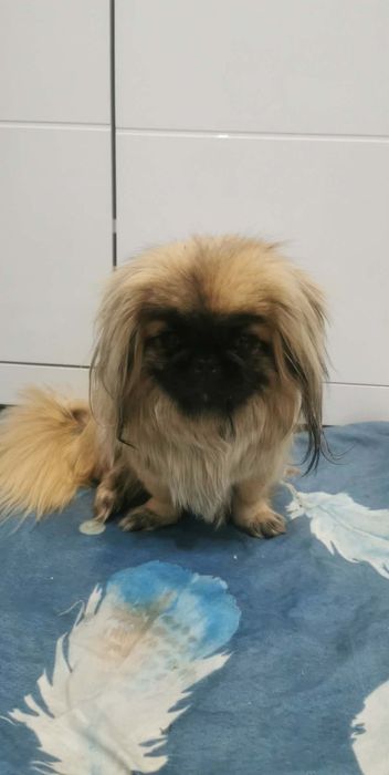 Sprzedam pekińczyki