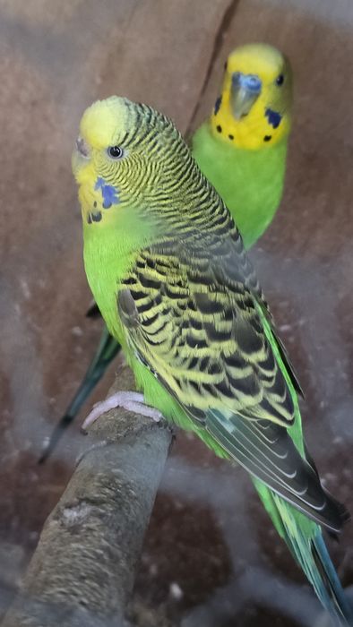 Piriquitos verdes