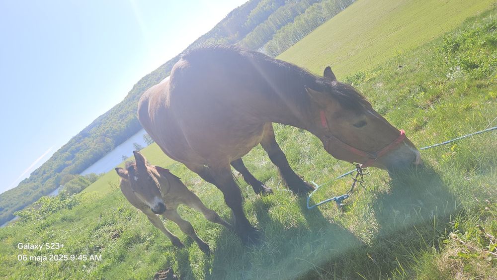 Klacz zimnokrwista zaźrebiona