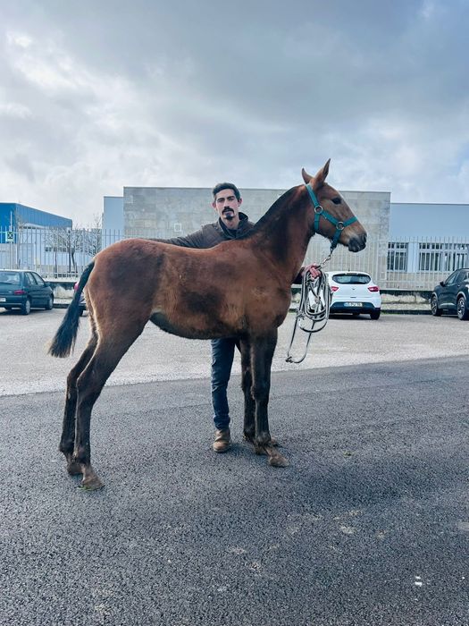 Poldra luso árabe pura