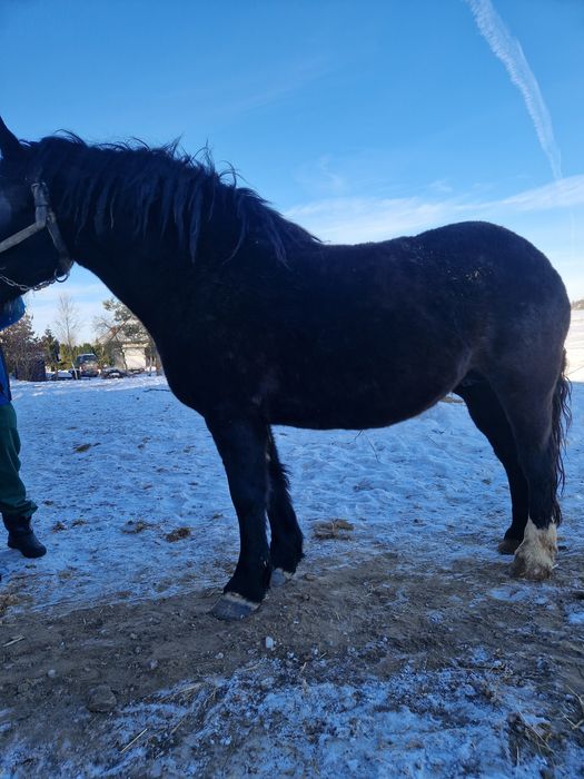 Sprzedam klacze zimnokrwiste zrebne
