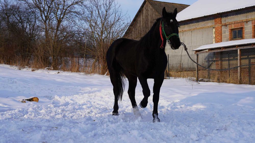 Klacz śląska, 3 lata