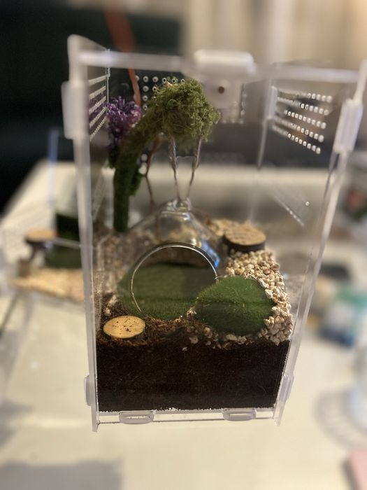 TANIO Terrarium  dla zwierząt NA ZAMOWIENIE skakun, ptasznik itd