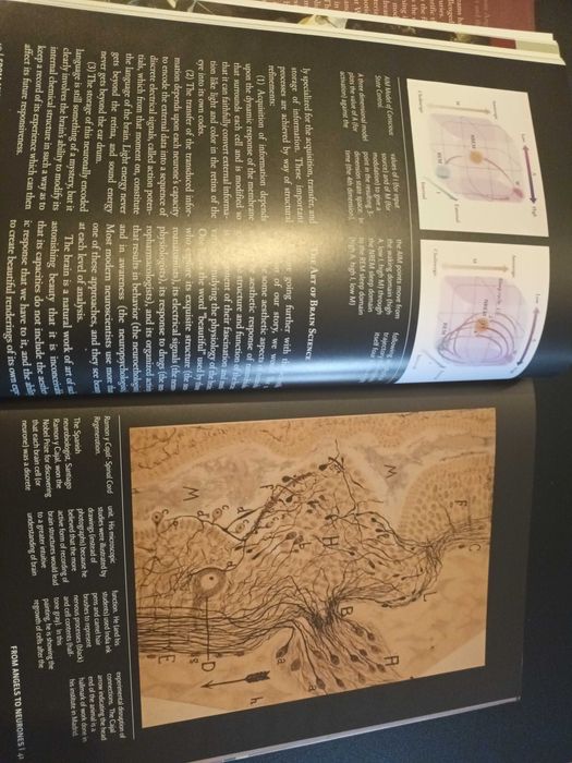 "From Angels to Neurones" por J. Allan Hobson e Hellmut Wohl