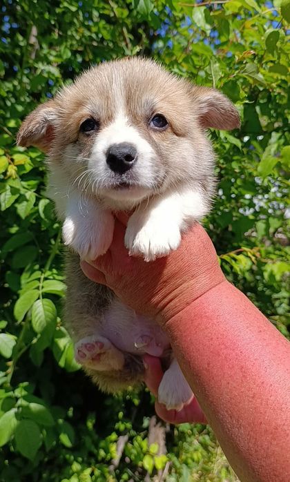 Цуценята вельш корги пемброк