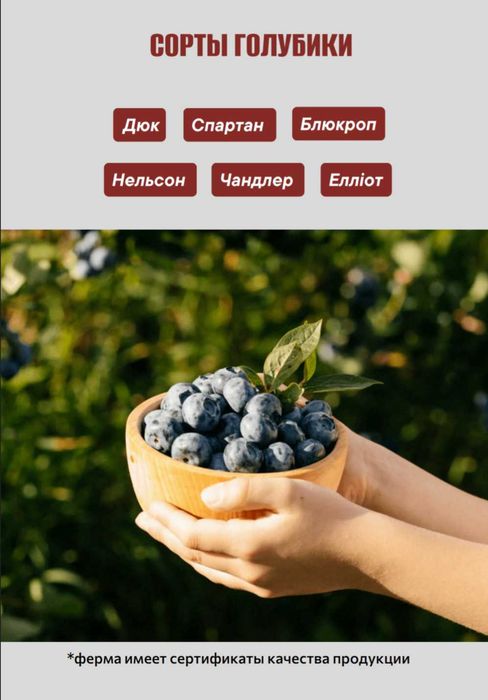 Ферма по вирощуванню лохини