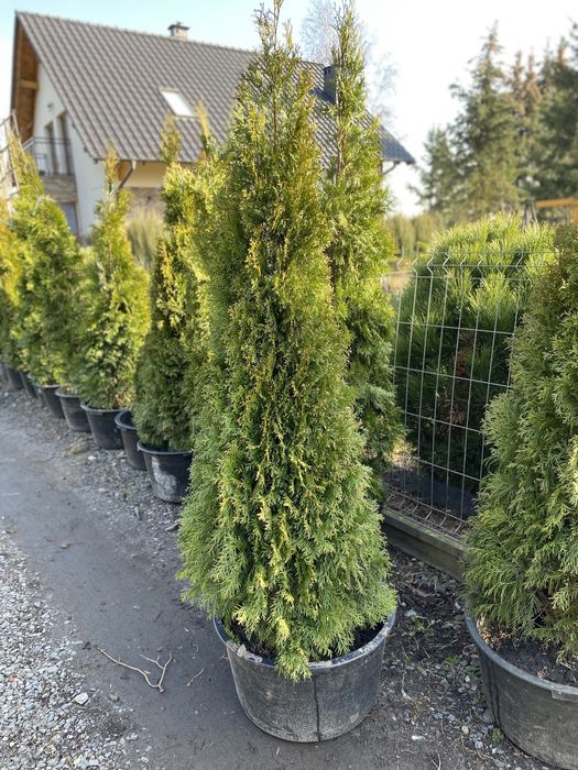 Tuja, tuje szmaragd (thuja, thuje szmaragd)