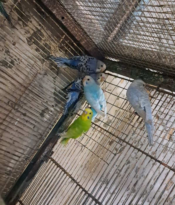 Casal de ring necks e periquitos australianos