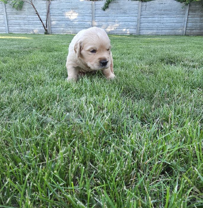 Golden Retriever ZKwP/FCI