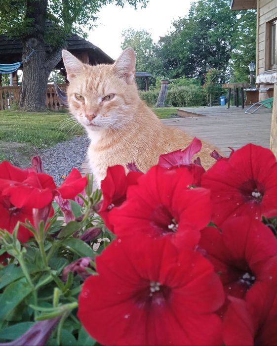 Domki i pokoje do wynajęcia