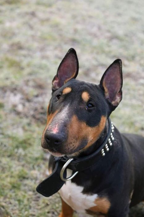 Balbina, do adopcji, Amstaffy Niczyje