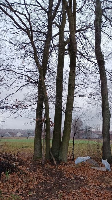 Dębina na pniu dębaki