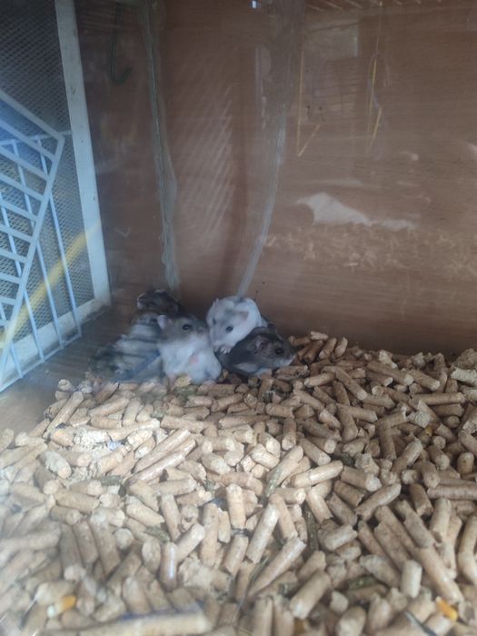 Хомячки разные есть доставка